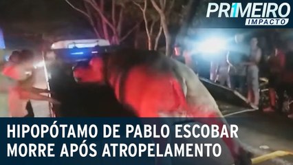 Hipopótamo do traficante Pablo Escobar morre após atropelamento