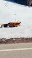 Fox Pounces on Critter Buried in Snow