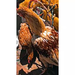 #parrot hen chick  vlogs️  #shots video