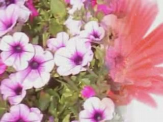 Au Jardin de Mai l'Enchanté