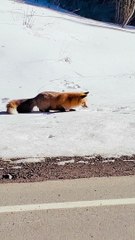 Fox Pounces on Critter Buried in Snow