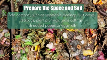 Tips to Grow a Garden