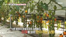 [HOT] After the new varieties, the price of cherry tomatoes plummeted,생방송 오늘 아침 230414