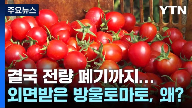 내가 먹은 것도? ...'전량 폐기' 방울토마토 외면받은 이유 / YTN