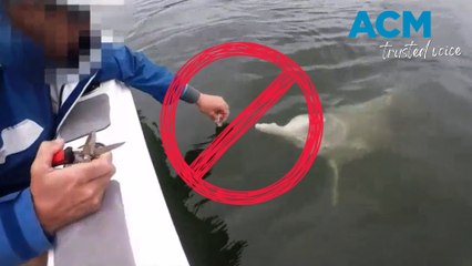 Fisherman fined for hand-feeding wild dolphin at Tin Can Bay