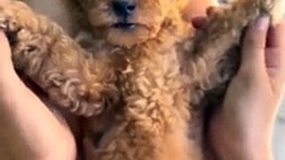 Most Adorable Cute and Fluffy Animals Shorts Video #shorts #cuteanimals #cuteness