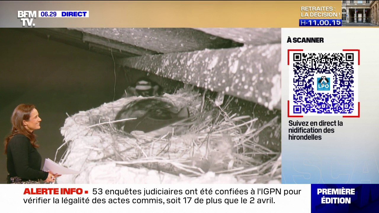 Les hirondelles couvent leurs œufs