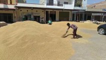 After the officers, now the contractor took over the front in the market, the government procurement of wheat has not yet started