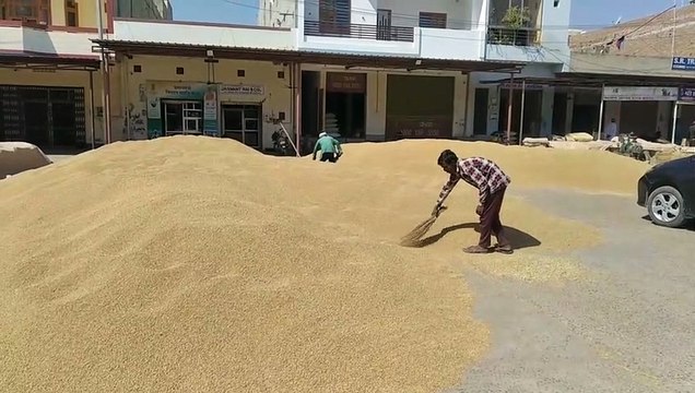 After the officers, now the contractor took over the front in the market, the government procurement of wheat has not yet started