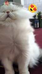 Cat so cute loves to get dryed #shorts #viral
