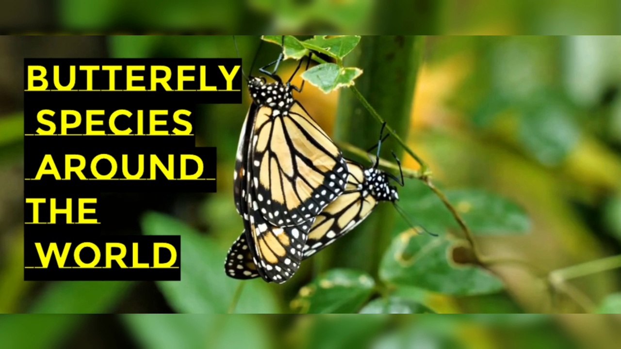 Butterfly Species Around the World I Butterfly Evolution video Dailymotion