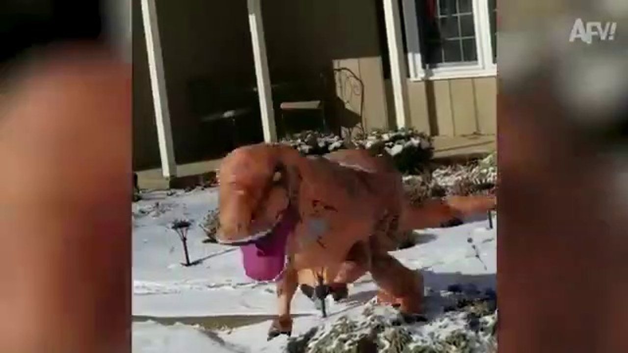 Reasons to NEVER Mess with Swans Again - Best Funny Nature Fails