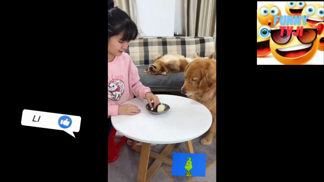 THE CLAVER DOGvideo_2023_04_14