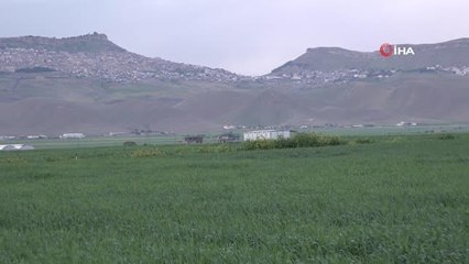 Mart ve Nisan yağmurlarıyla Mardin ovasında yüksek rekolte beklentisi arttı