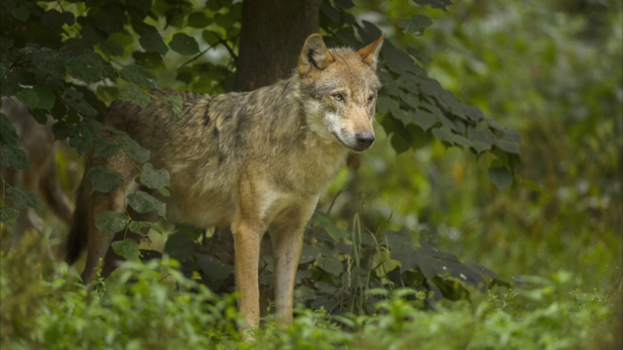Schweizer Rekordwolf illegal erschossen