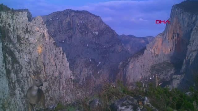 Küre Dağları Milli Parkı'nda Fotokapanlarla Yaban Hayatı Görüntülendi