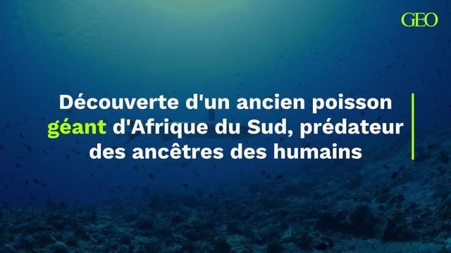Découverte d'un ancien poisson géant d'Afrique du Sud, prédateur des ancêtres des humains