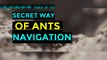 The secret way of Ants Navigation I Ants colony