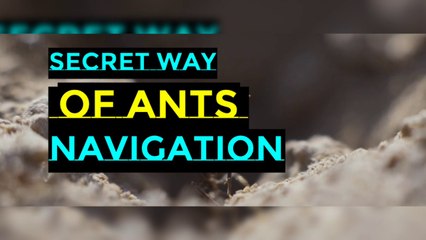 The secret way of Ants Navigation I Ants colony