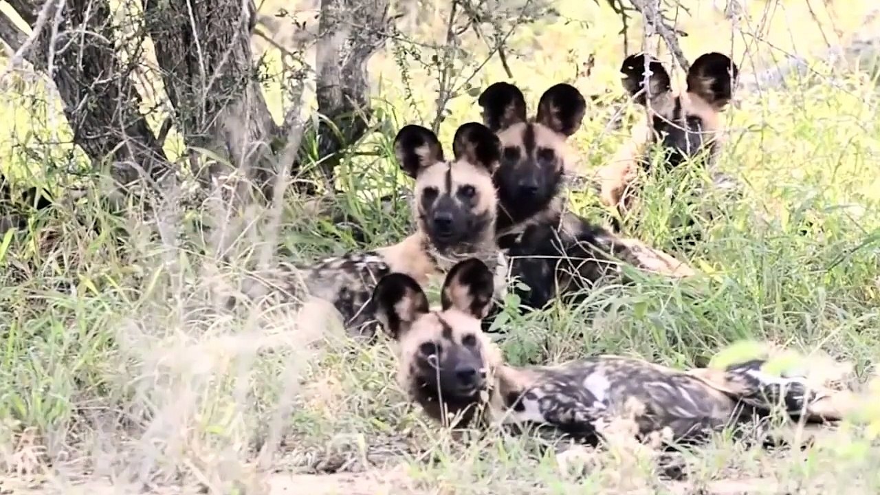 world wiled animals