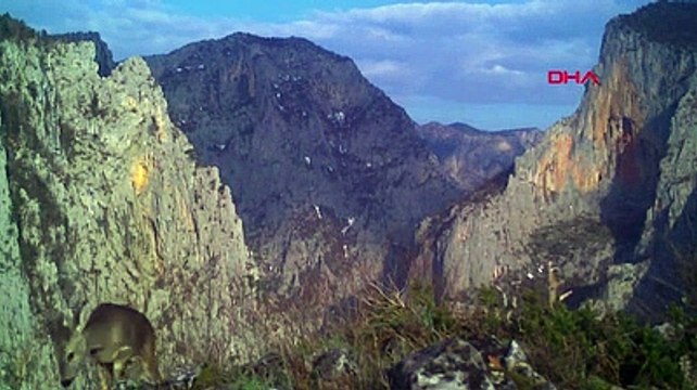 Küre Dağları Milli Parkı'nda yaban hayatı böyle görüntülendi