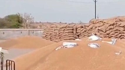 झाबुआ: उपार्जन छापरापाड़ा केंद्र पर तुले 8123 कुंटल गेंहू,अधिकारी ने किया निरीक्षण