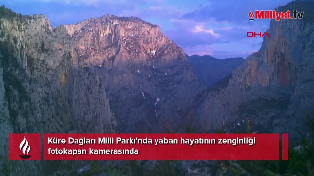 Küre Dağları Milli Parkı'nda yaban hayatının zenginliği fotokapan kamerasında
