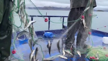 Van Gölü’nün incileri için göç başlıyor