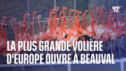 La plus grande volière d'Europe ouvre ses portes au zoo de Beauval