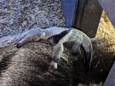 Chester Zoo welcomes rare baby giant anteater