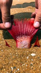 دیکھو یہ انسان کیا کر رہا ہے