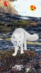 Adorable arctic fox