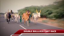 Double Bullock Cart Race at Rameswaram on Panguni Pongal Utsava