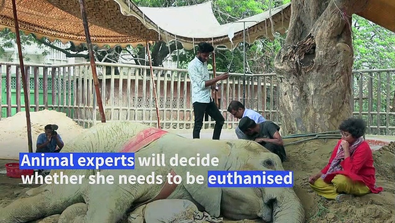 Ailing Pakistan elephant may be euthanised after collapsing - video