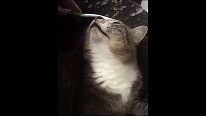 Une simple brosse à dent pour relaxer un chat... efficace