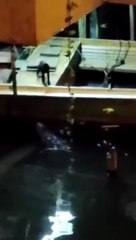 Chat VS alligator... le minou a eu chaud