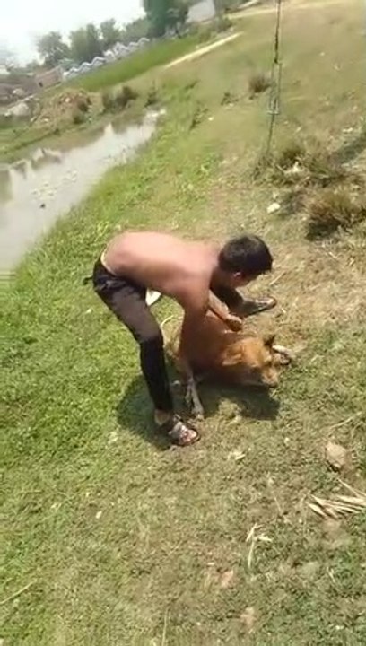Yea kyea hai bhai