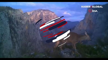 Küre Dağları'nda yabani hayvanlar fotokapanla böyle görüntülendi: Karaca, geyik, ayı...