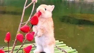 Rabbit is Eating Strawberrys in Lake 