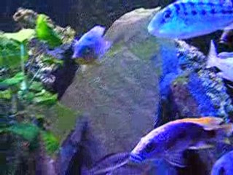 Sciaenochromis fryeri