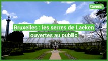 Les serres royales de Laeken ouvertes au public