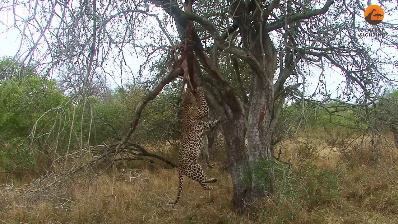 Leopard's Gym Workout: Pull-Ups with a Buck