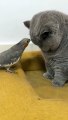 Cat and Parrot Friendship | #viral #shorts #viral #cat #parrot #enjoyshorts @enjoyshorts