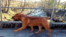 10 BOERBOEL FACTS YOU MUST KNOW BEFORE BUYING