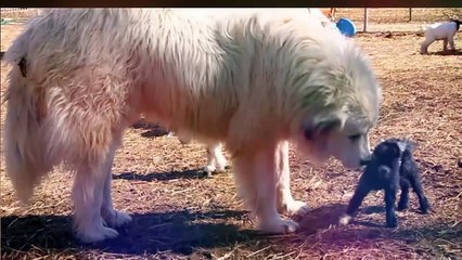 10 BIGGEST DOG BREEDS EVER