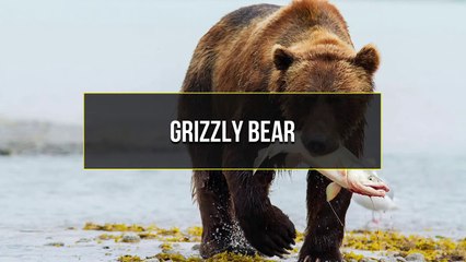 10 DEADLIEST PREDATORS in the World   Pet Spot