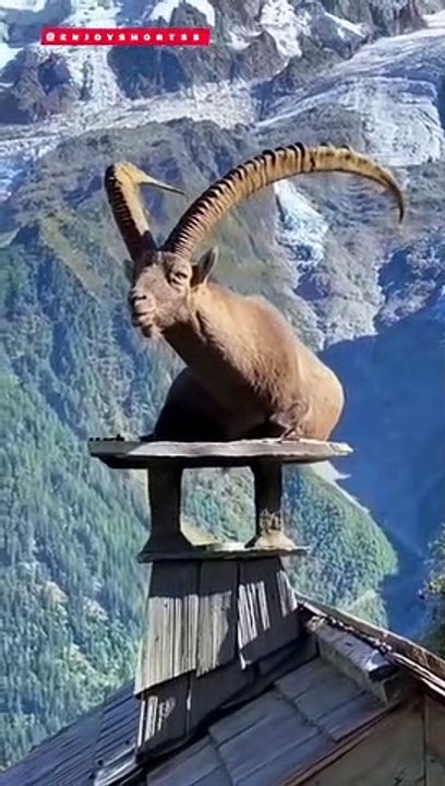 Markhor | #trending #viral #goat @enjoyshorts