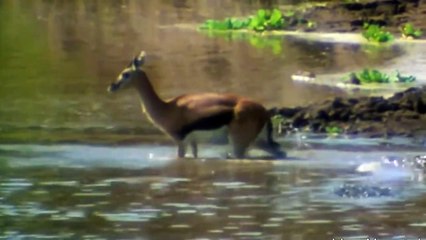 11 INSANE Hunting Moments of Huge and Merciless Crocodiles   Pet Spot