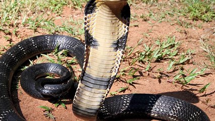 12 Animals That Make Swimming Extremely Dangerous   Pet Spot