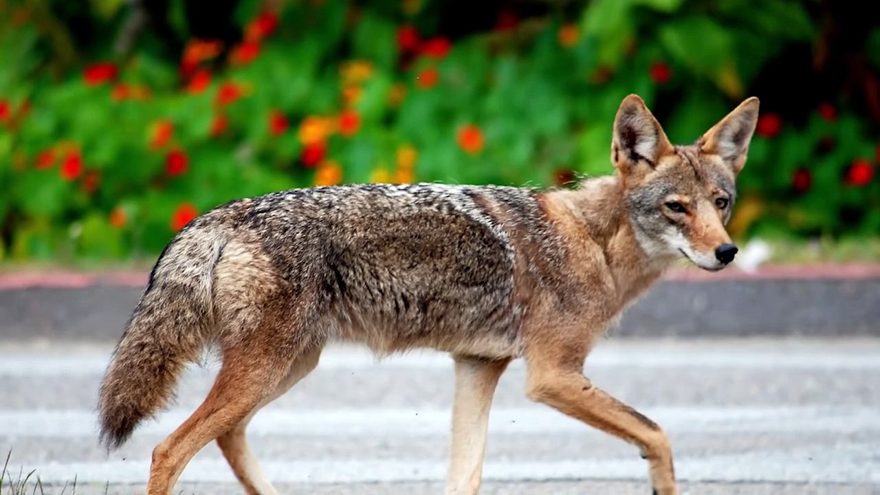 15 HORRIFIC Ways Animals Kill Their Prey #2   Pet Spot